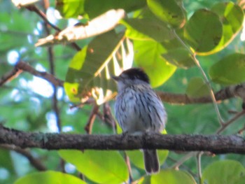 African Broadbill