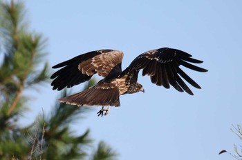 Black Kite 山口県立きらら浜自然観察公園 Wed, 9/23/2020