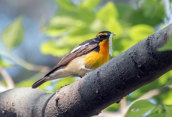 キビタキ 砧公園 2020年4月29日(水)