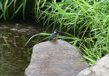 Common Kingfisher Unknown Spots Thu, 9/10/2020