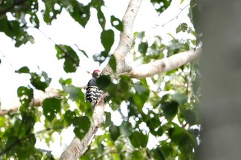White-backed Woodpecker Shirakaba-touge Tue, 9/22/2020