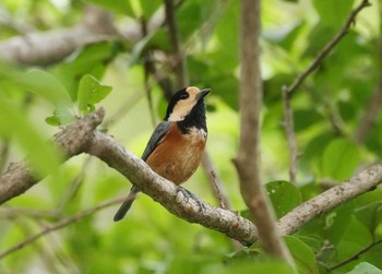 ヤマガラ 赤城自然園 2020年9月22日(火)