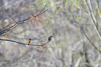 Common Kingfisher 武庫川 Sun, 3/8/2020