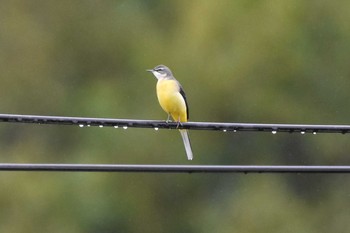 Grey Wagtail Unknown Spots Sat, 9/26/2020