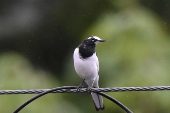 Japanese Wagtail Unknown Spots Sat, 9/26/2020