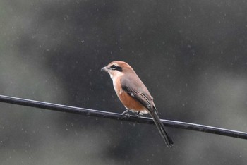 Bull-headed Shrike Unknown Spots Sat, 9/26/2020