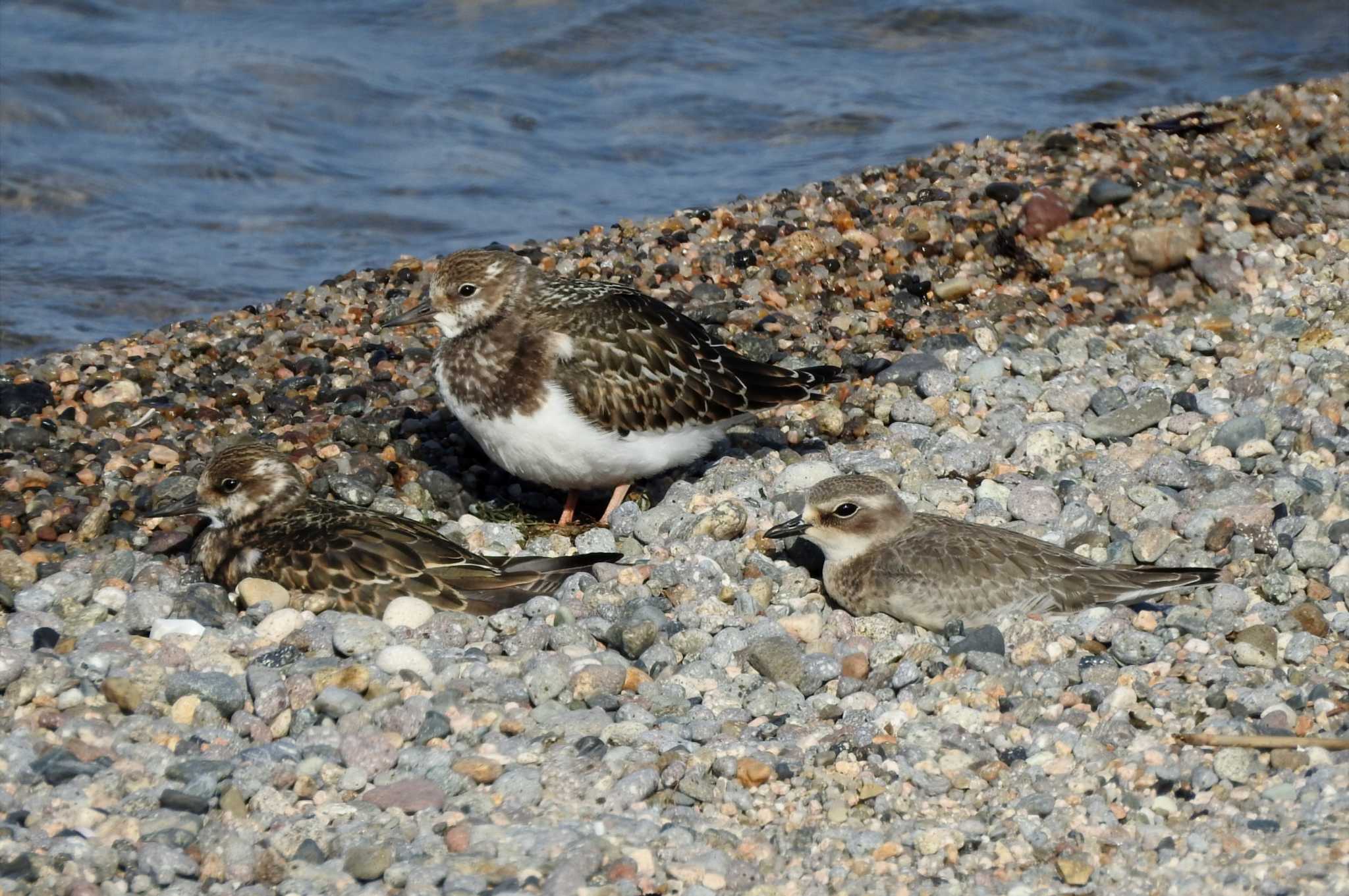 鳥取県米子市沿岸 キョウジョシギの写真 by 日本橋