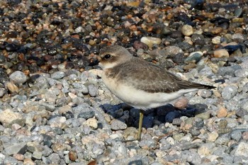 Siberian Sand Plover 鳥取県米子市沿岸 Sat, 9/19/2020