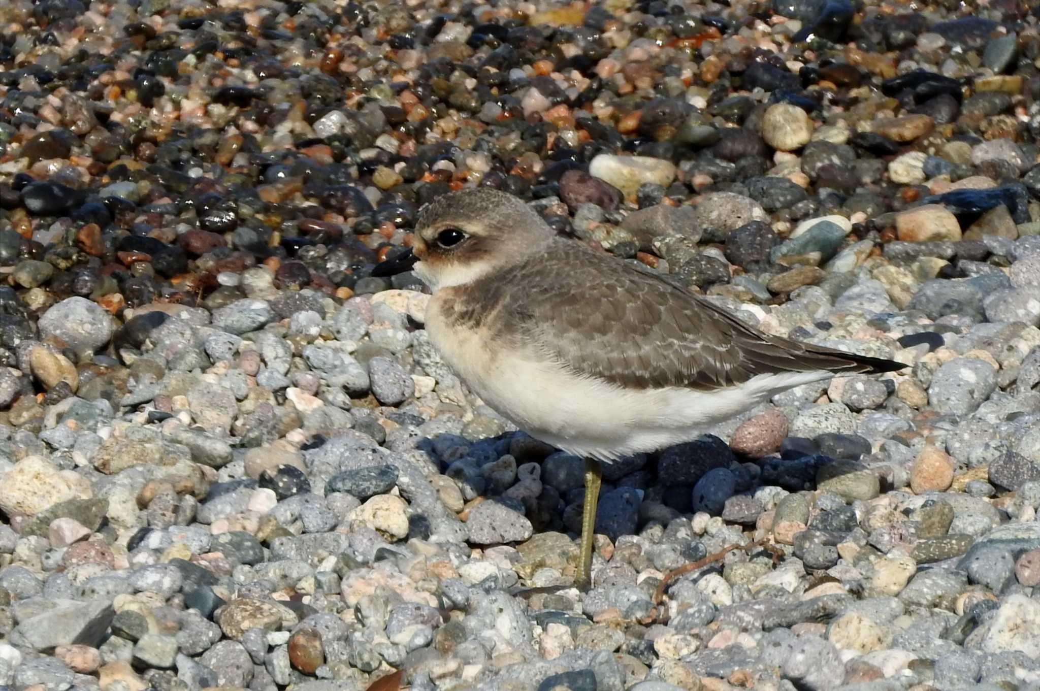 Photo of Siberian Sand Plover at 鳥取県米子市沿岸 by 日本橋