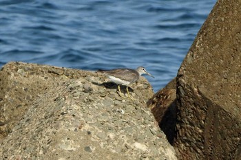 キアシシギ 鳥取県米子市沿岸 2020年9月19日(土)