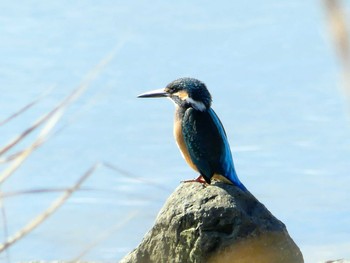 2020年9月26日(土) 鵡川河口の野鳥観察記録