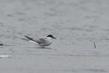 Sat, 9/26/2020 Birding report at 千葉県