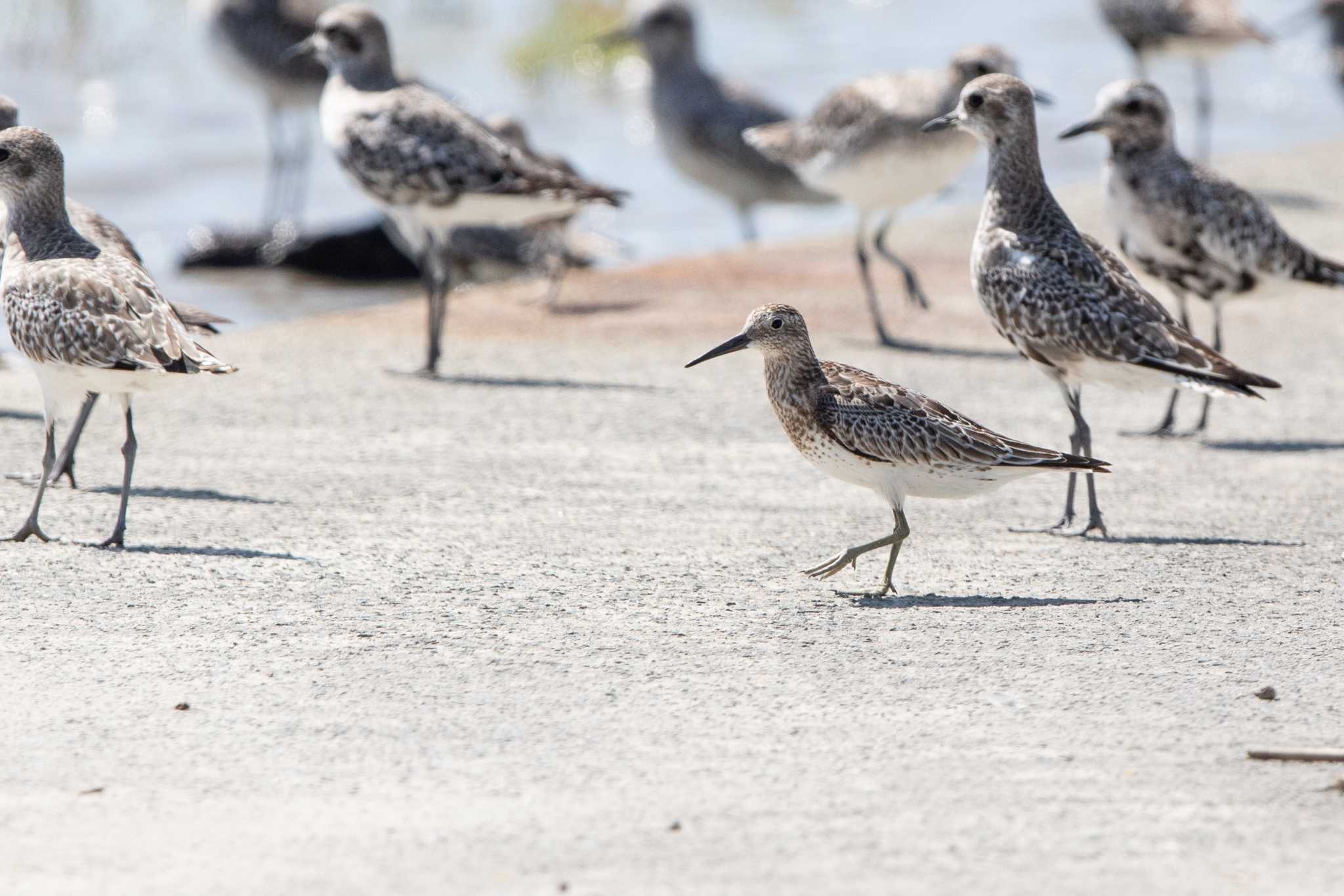 Great Knot