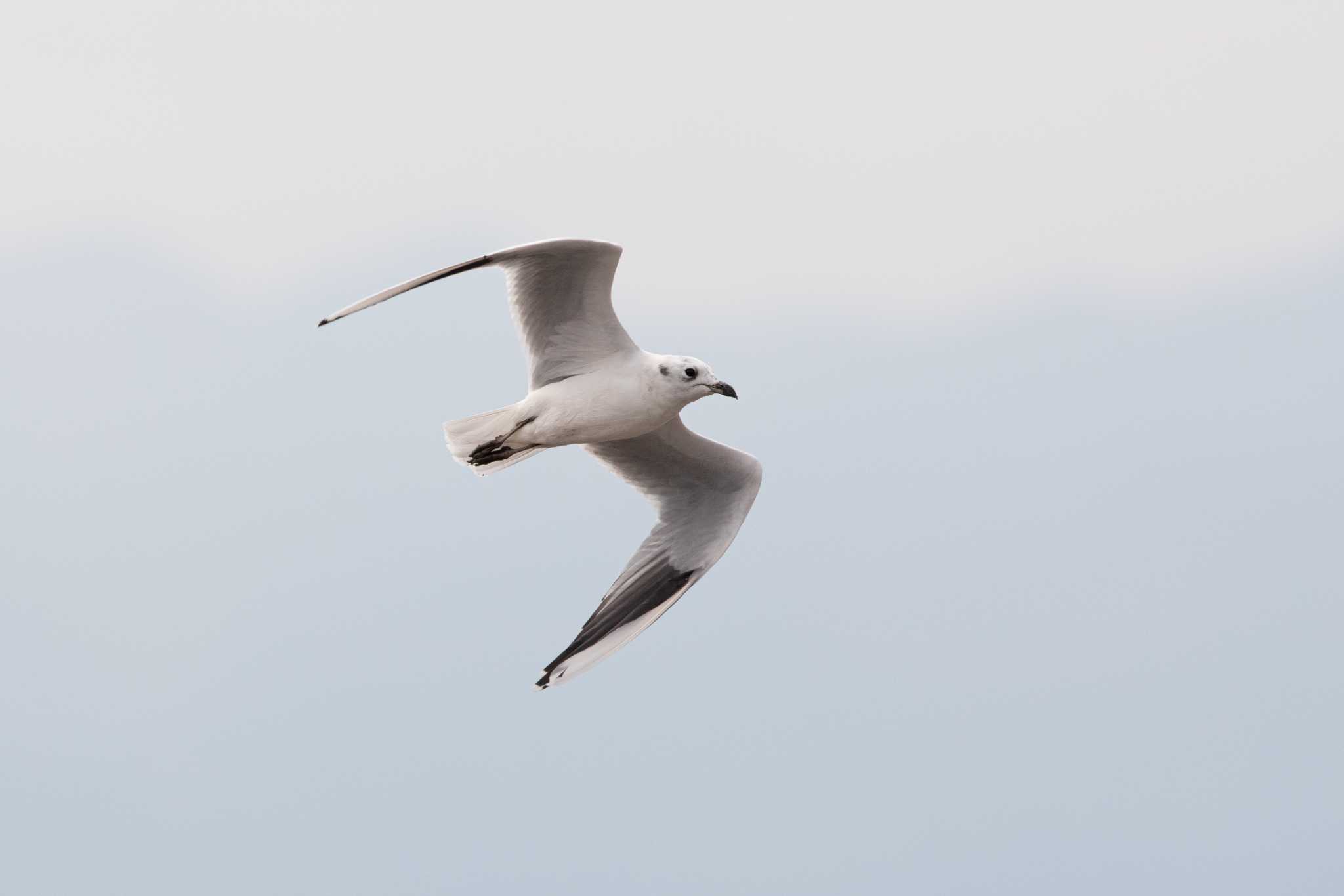 Saunders's Gull