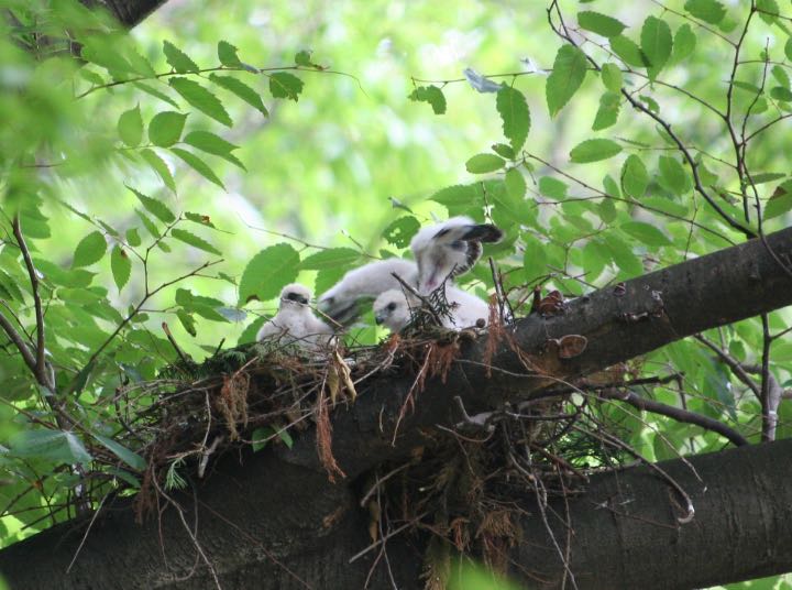 石神井公園 ツミの写真