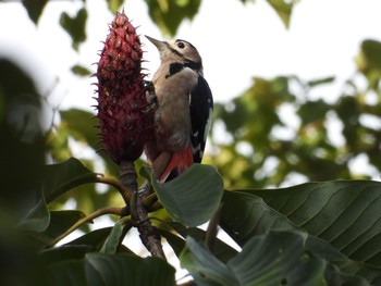 Great Spotted Woodpecker 位山 Wed, 9/23/2020