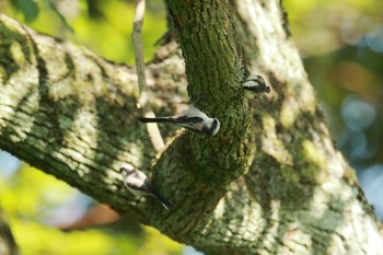 Long-tailed Tit Osaka castle park Sat, 9/5/2020