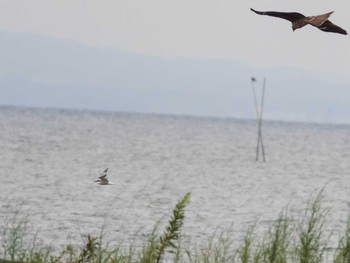 2020年9月22日(火) 葛西臨海公園の野鳥観察記録