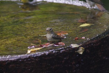 エゾビタキ おやま 2015年9月21日(月)