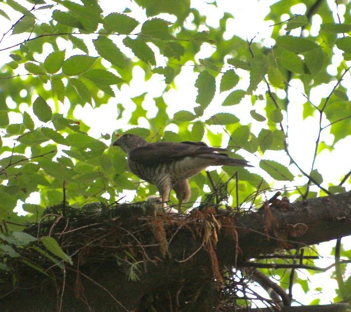 石神井公園 ツミの写真