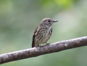 Grey-streaked Flycatcher 権現山(弘法山公園) Mon, 9/21/2015