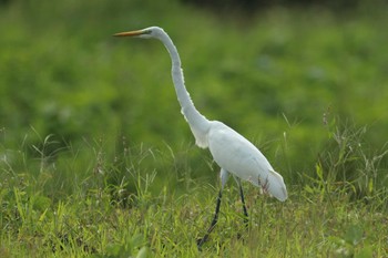 Great Egret みやき町 Wed, 9/23/2020