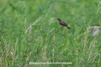 Little Bunting Ishigaki Island Sat, 9/26/2020