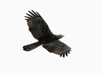 Crested Honey Buzzard Unknown Spots Sat, 9/26/2020