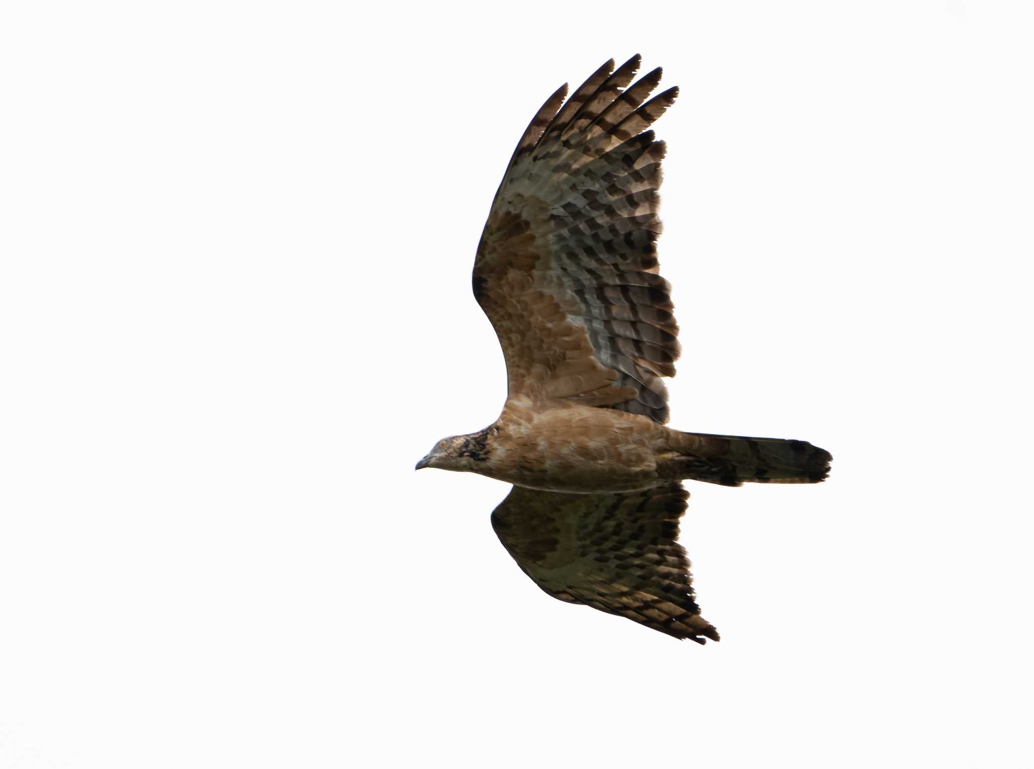 Photo of Crested Honey Buzzard at  by 倶利伽羅
