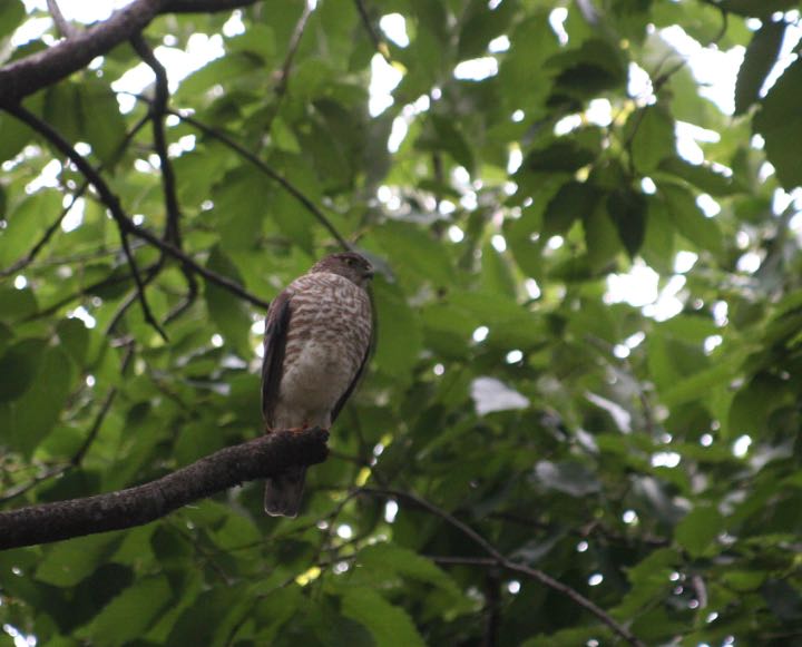 石神井公園 ツミの写真