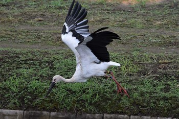 コウノトリ 渡良瀬遊水池 2020年9月26日(土)