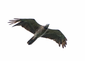 Crested Honey Buzzard Unknown Spots Sat, 9/26/2020