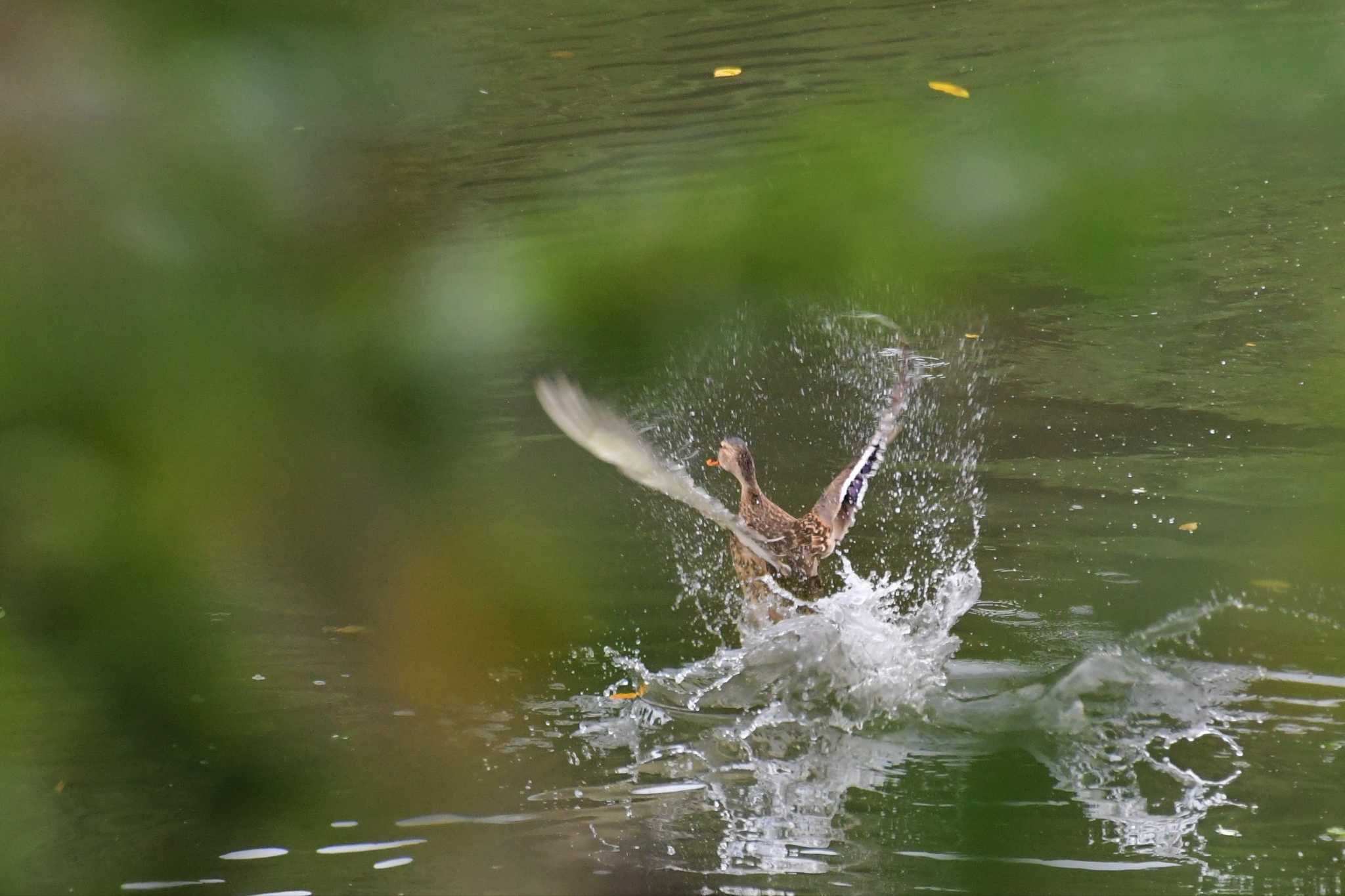 若山ダム(石川県珠洲市) マガモの写真 by Semal