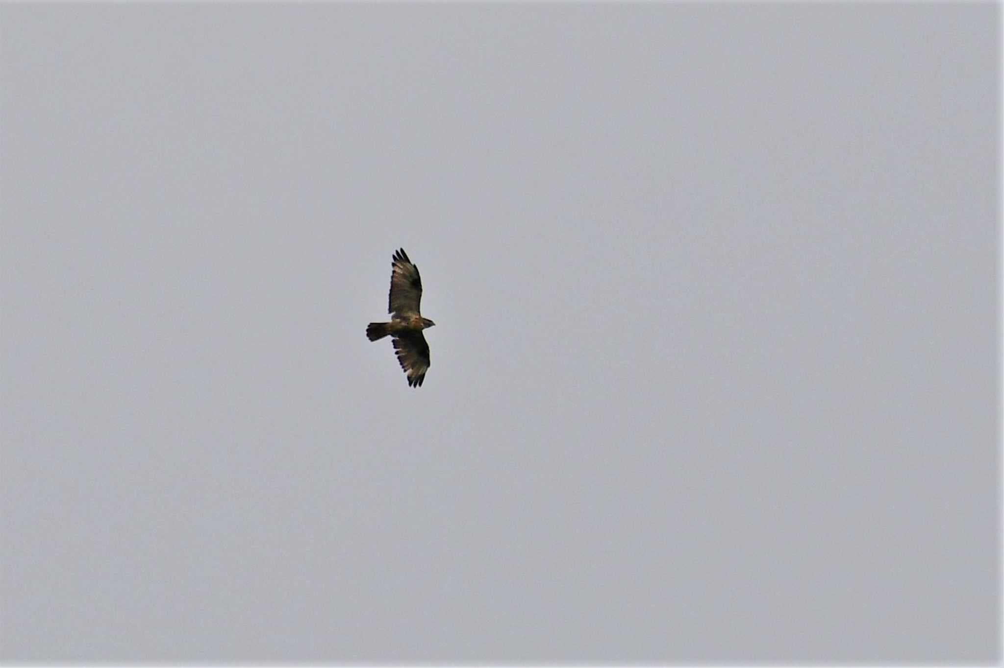 Eastern Buzzard