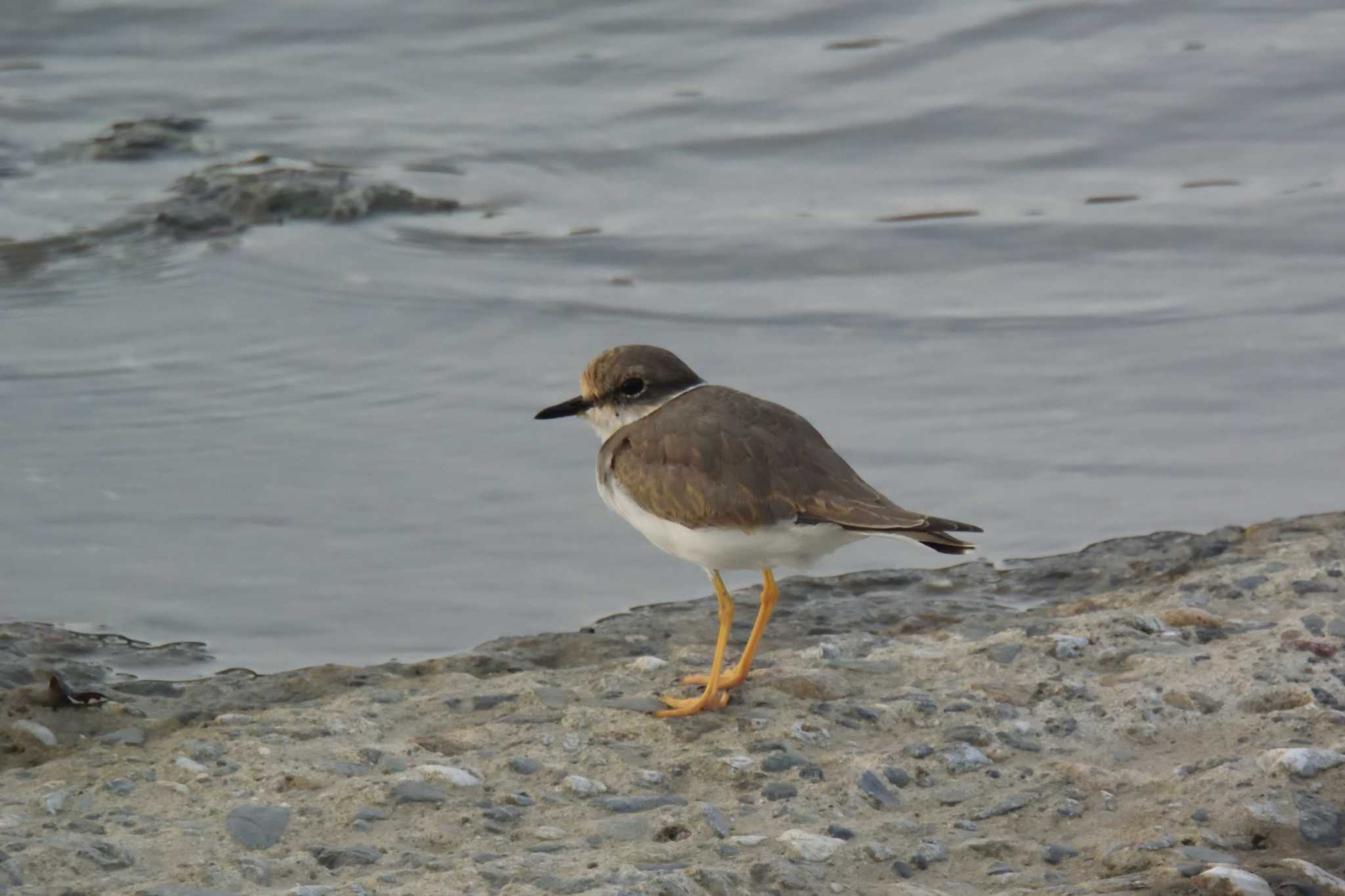 Photo of Long-billed Plover at 大阪府池田市 by Daguchan