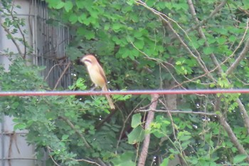 Brown Shrike Ayuttaya Tue, 9/22/2020