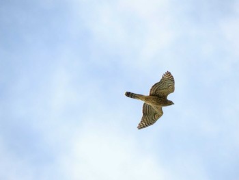 2020年9月27日(日) 測量山の野鳥観察記録