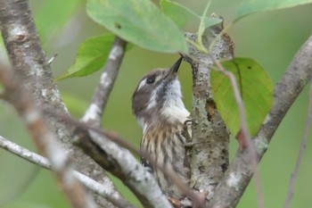 Japanese Pygmy Woodpecker Mie-ken Ueno Forest Park Sun, 9/27/2020