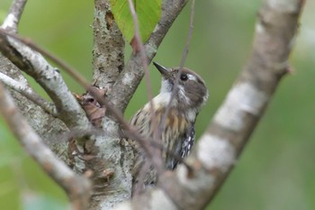 Japanese Pygmy Woodpecker Mie-ken Ueno Forest Park Sun, 9/27/2020