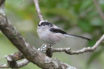 Long-tailed Tit Mie-ken Ueno Forest Park Sun, 9/27/2020