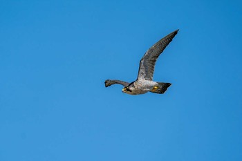 ハヤブサ 山口県立きらら浜自然観察公園 2020年9月26日(土)