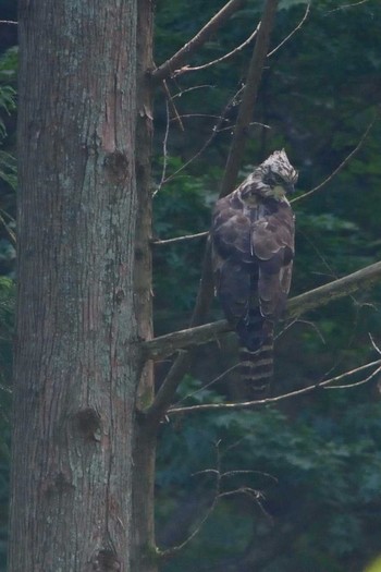 Mountain Hawk-Eagle 群馬県 Sun, 6/26/2016