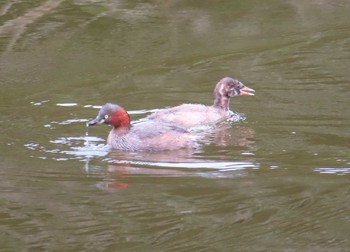 Little Grebe Machida Yakushiike Park Sun, 9/27/2020