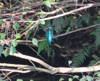 Common Kingfisher 鶴見川 Sun, 9/27/2020