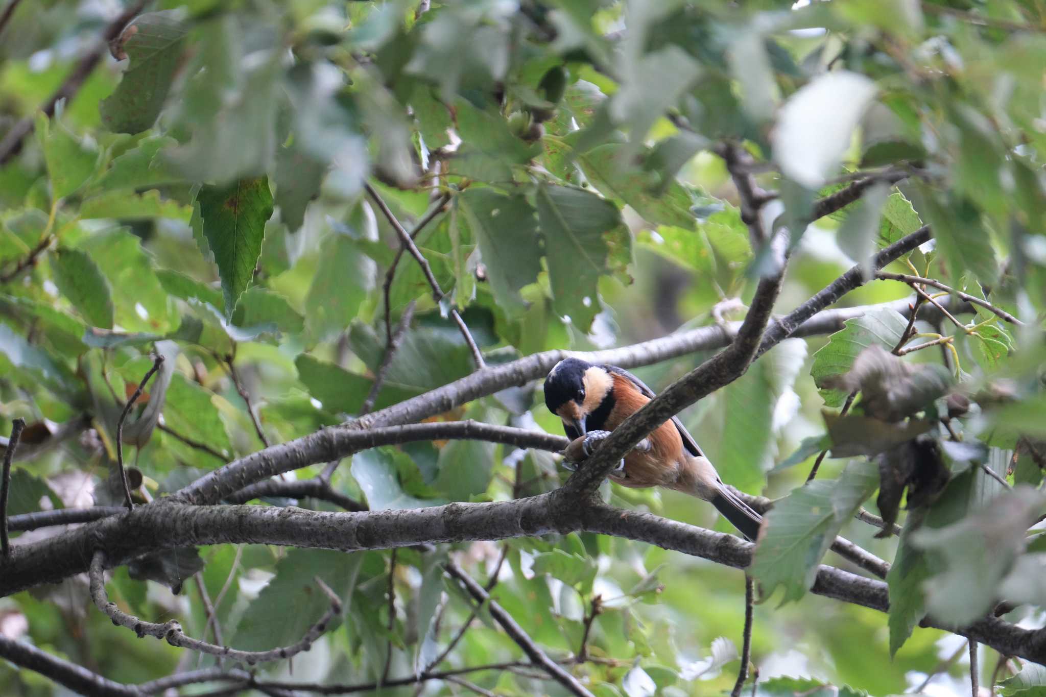 Varied Tit