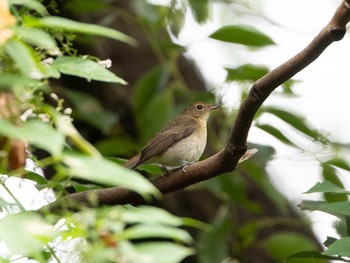 2020年9月27日(日) 東京港野鳥公園の野鳥観察記録