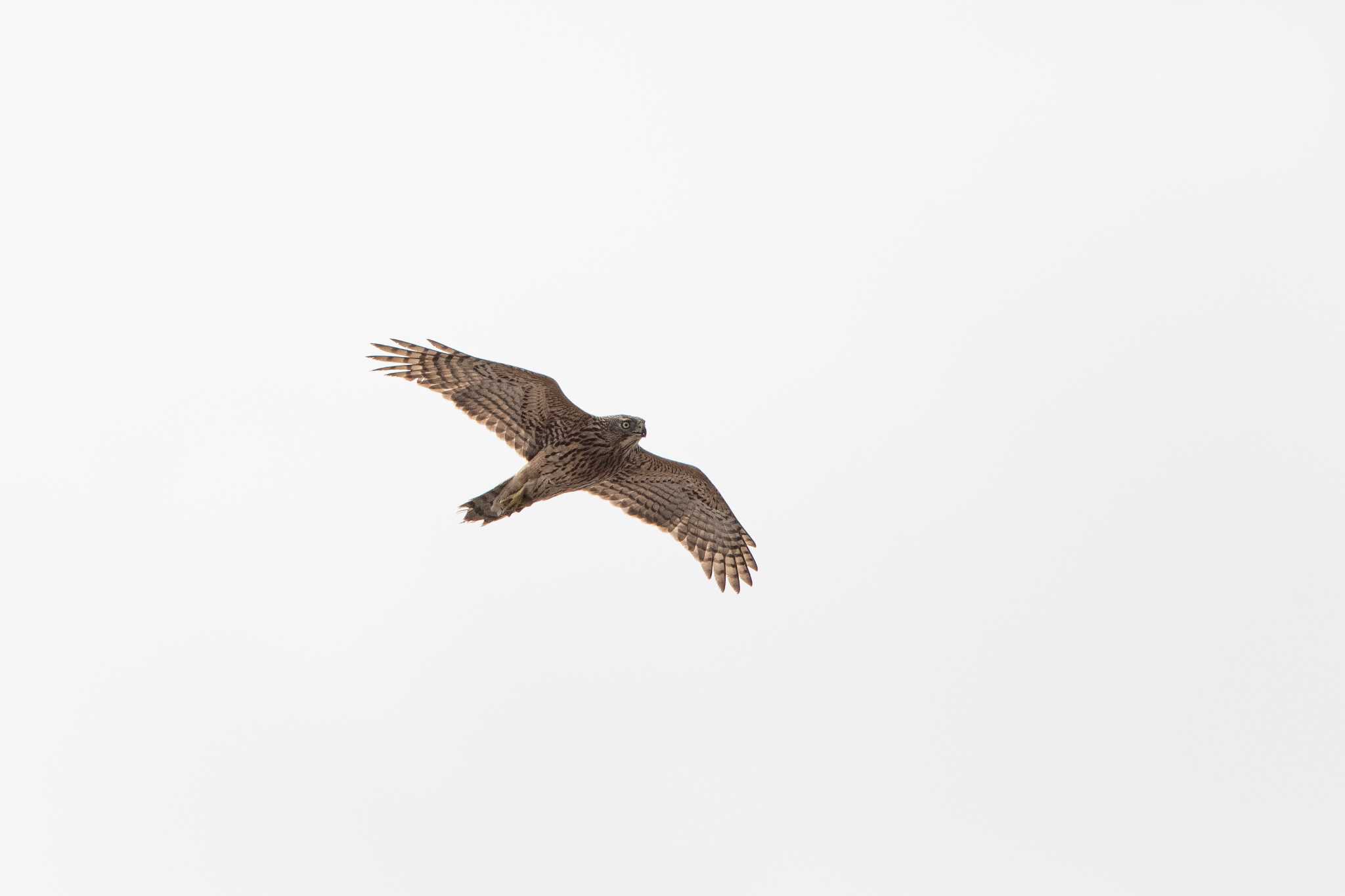 Eurasian Goshawk