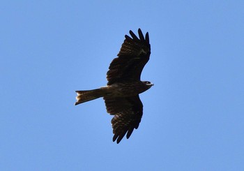 Black Kite 明見湖 Sun, 9/27/2020