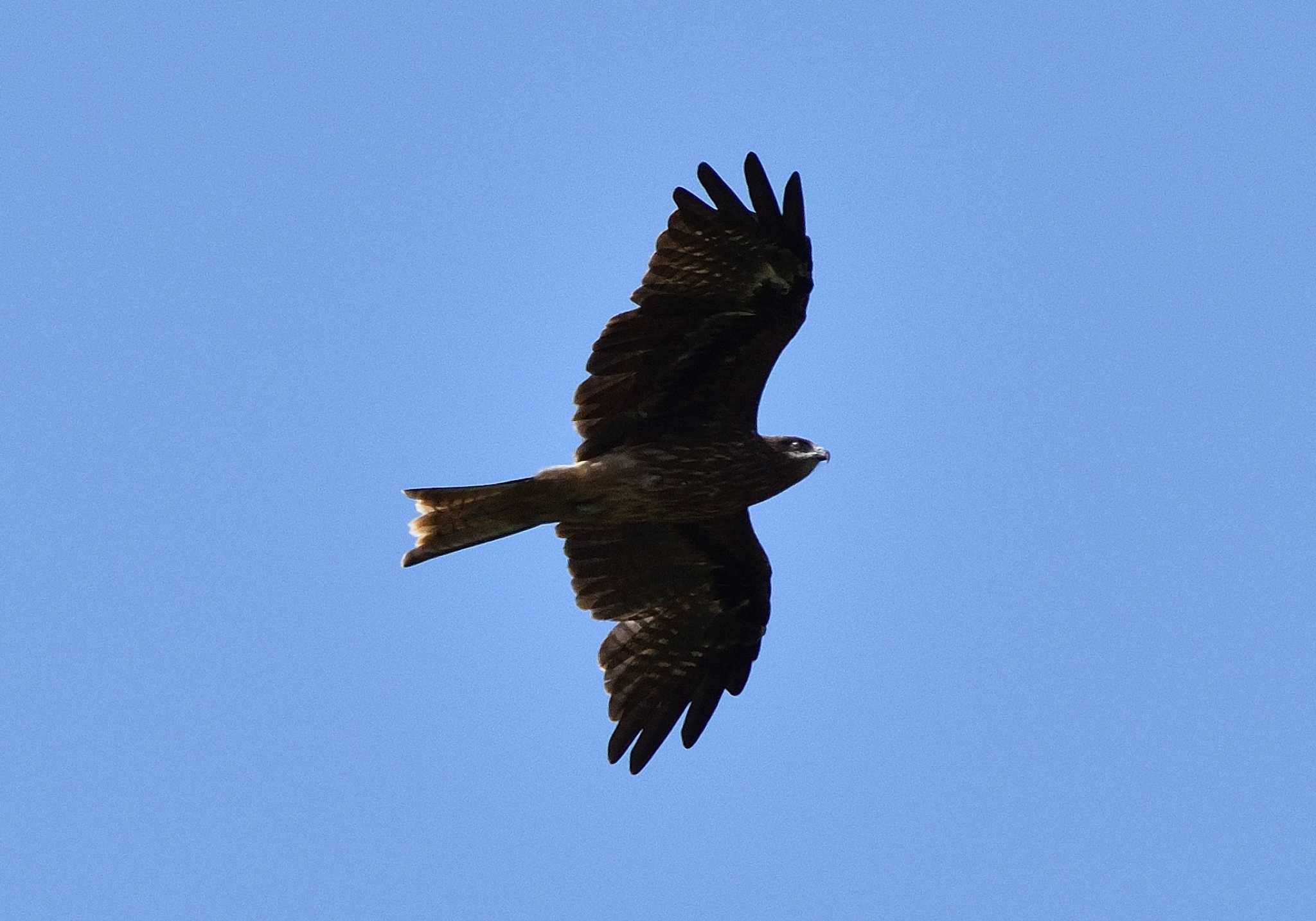 Photo of Black Kite at 明見湖 by 塩コンブ