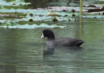 Eurasian Coot 明見湖 Sun, 9/27/2020